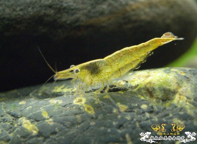 [原创]赤橙黄绿青蓝紫的黑壳