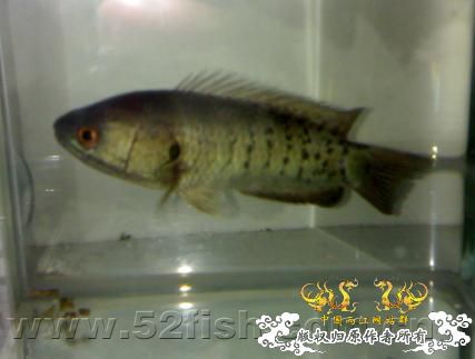 攀鲈哪有呀也叫过山鲫，我是河南的