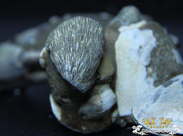 换个口味。看多了鱼再看一下化石。