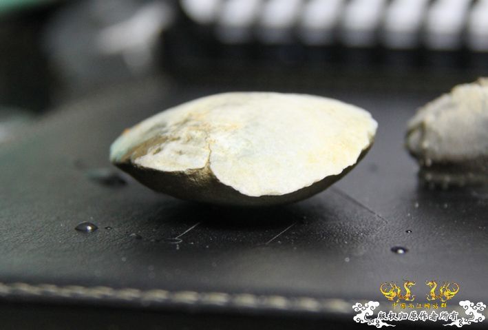 换个口味。看多了鱼再看一下化石。