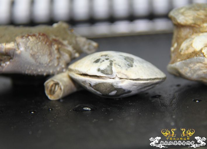 换个口味。看多了鱼再看一下化石。