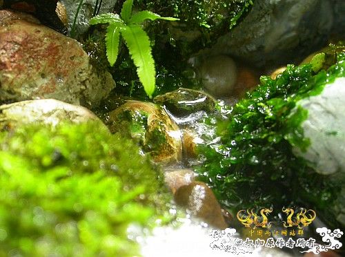 我的两个水陆缸-（DIY）重建
