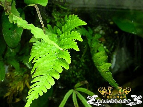 我的两个水陆缸-（DIY）重建