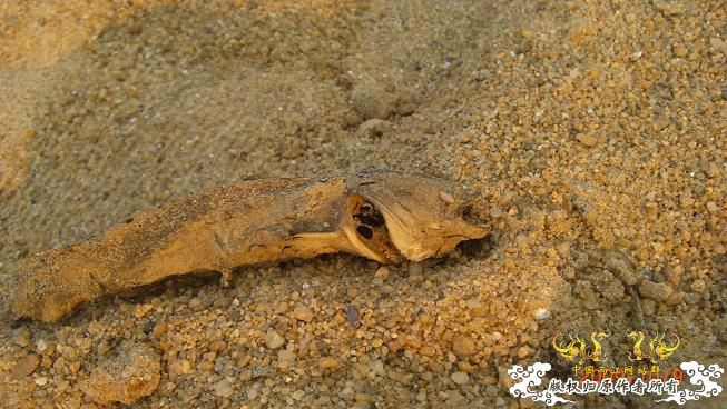 随拍，记录垃圾赣江