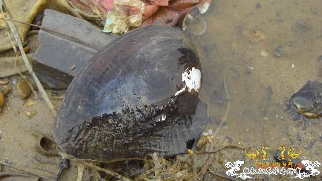 随拍，记录垃圾赣江