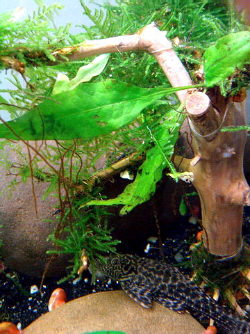 [原创]水淹半水缸