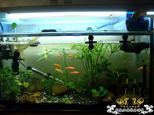 [原创]水淹半水缸