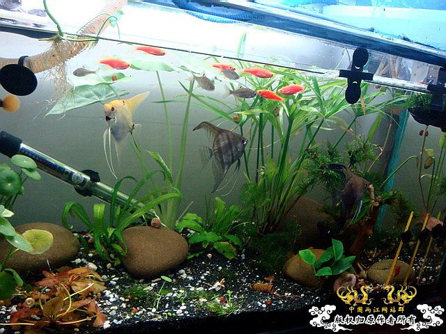 [原创]水淹半水缸