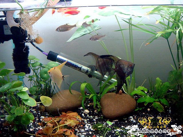 [原创]水淹半水缸