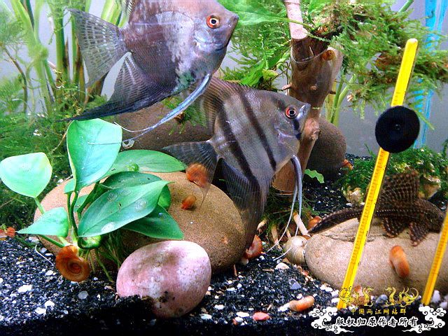 [原创]水淹半水缸