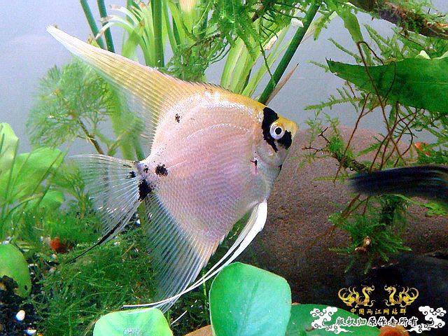 [原创]水淹半水缸