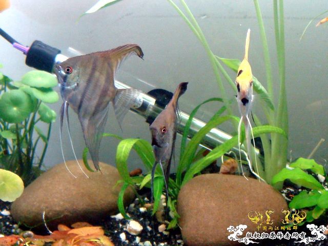 [原创]水淹半水缸