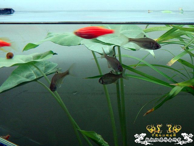 [原创]水淹半水缸