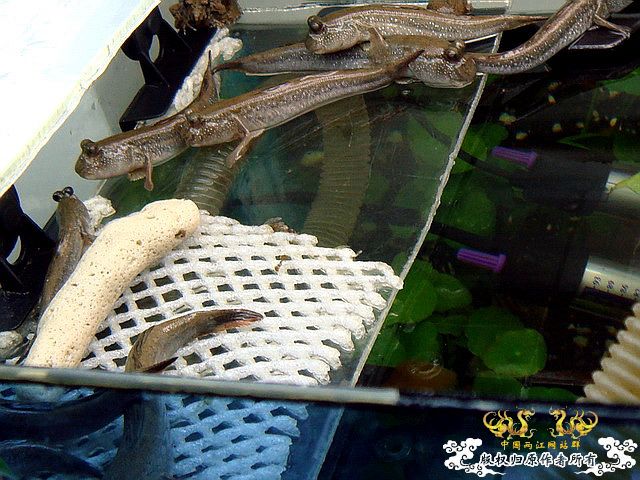 [原创]水淹半水缸