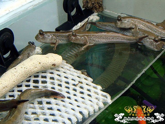 [原创]水淹半水缸