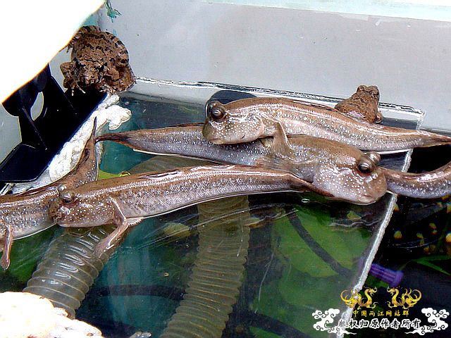 [原创]水淹半水缸