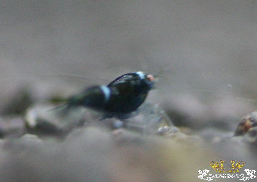 [原创]终于做出了黑金刚~