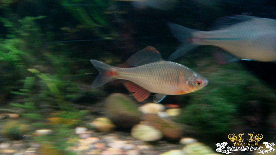 80cm主缸里的高体鳑鮍 [18P]