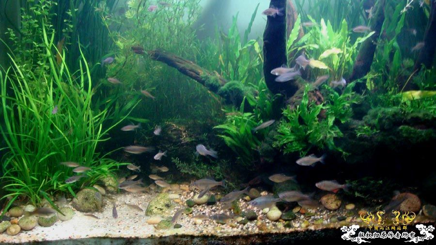 80cm主缸里的高体鳑鮍 [18P]