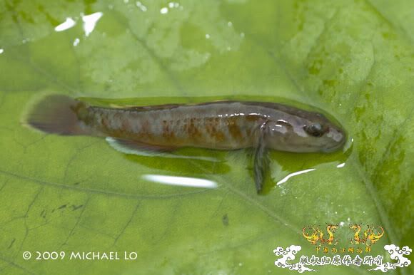 [转帖]周氏吻虾虎（Rhinogobius zhoui） [6P]