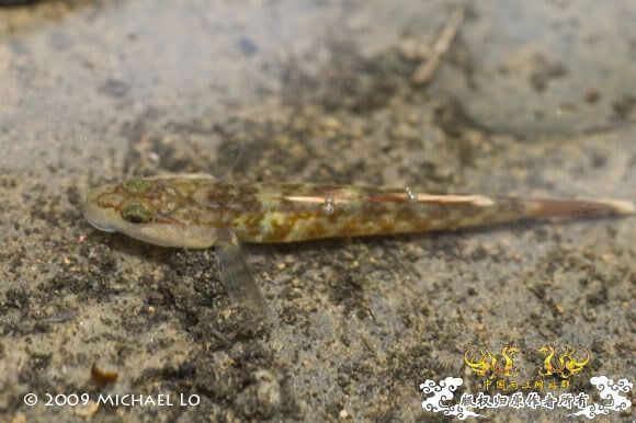 [转帖]周氏吻虾虎（Rhinogobius zhoui） [6P]