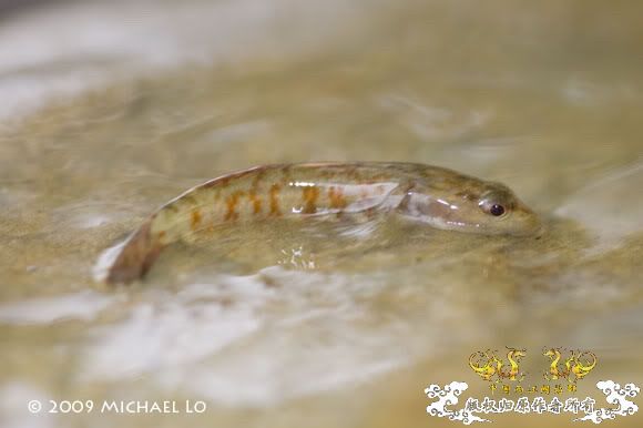 [转帖]周氏吻虾虎（Rhinogobius zhoui） [6P]
