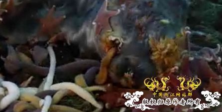 [转帖]英摄影队南极冰层下拍到3米长巨虫抢食死海豹