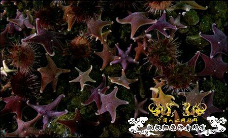 [转帖]英摄影队南极冰层下拍到3米长巨虫抢食死海豹