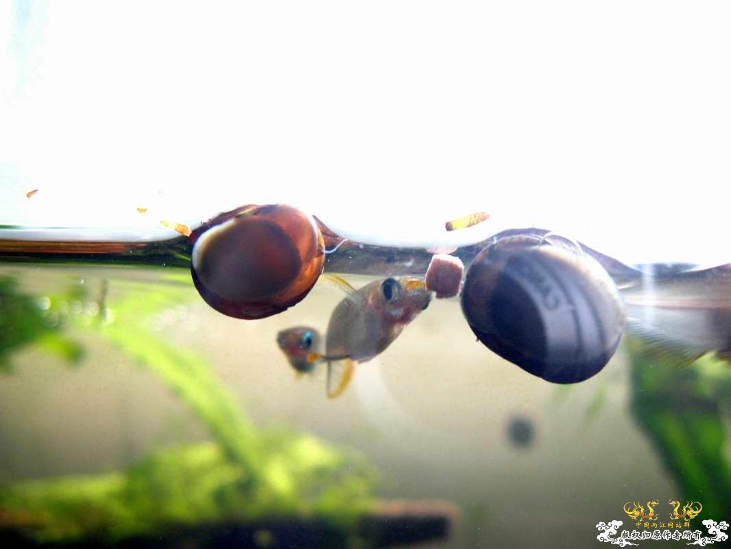 关键词:阳光 红树林青将