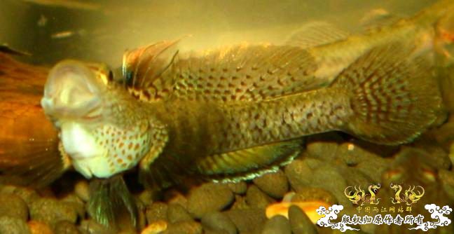 关键词:阳光 红树林青将