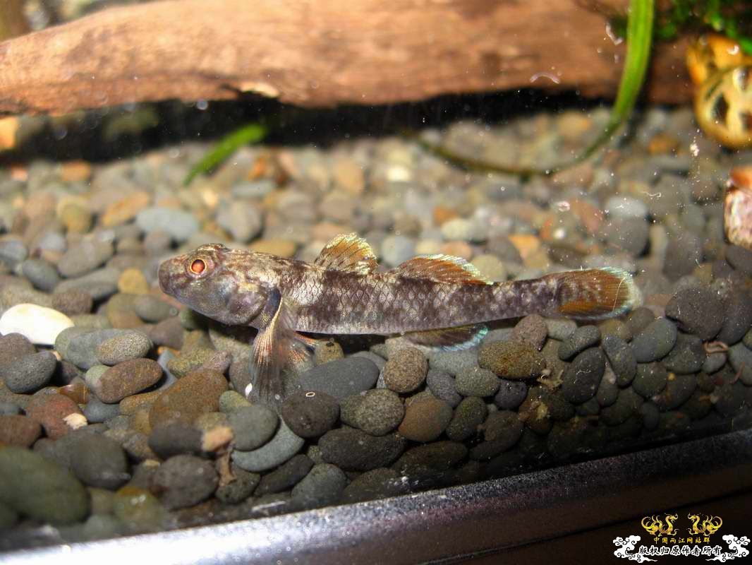 关键词:阳光 红树林青将