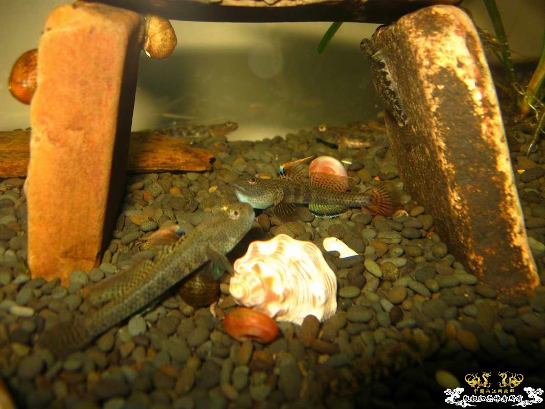 关键词:阳光 红树林青将