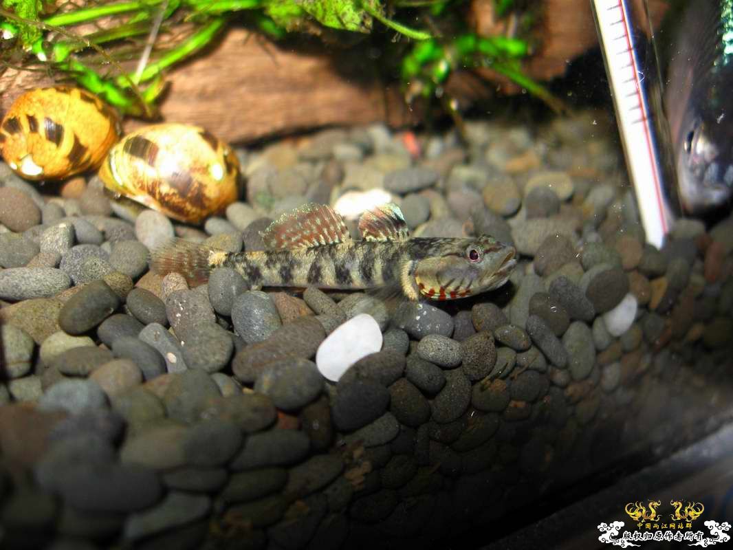 关键词:阳光 红树林青将