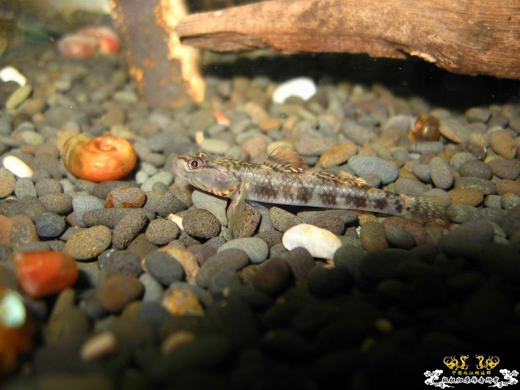 关键词:阳光 红树林青将