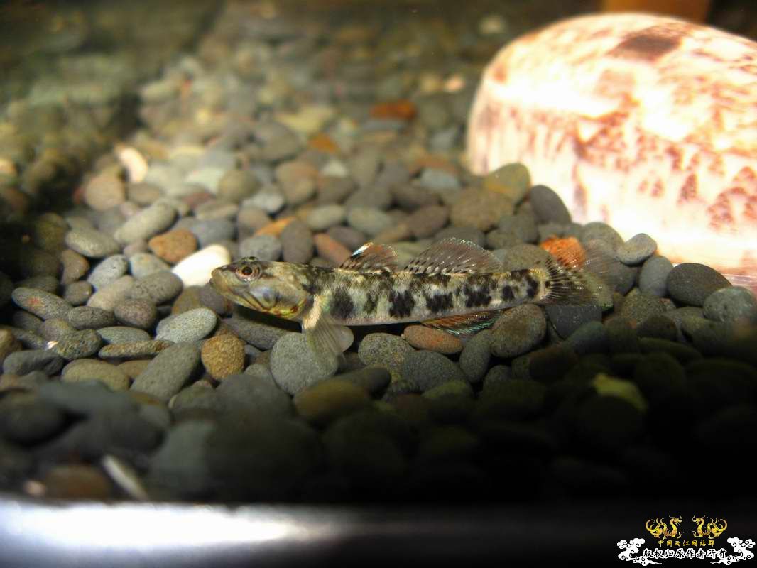 关键词:阳光 红树林青将