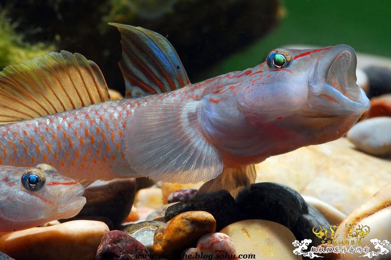 怒吼-虾虎的语言