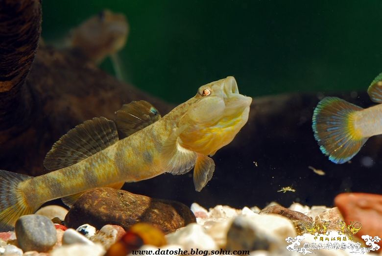 怒吼-虾虎的语言