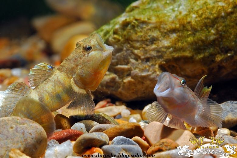 怒吼-虾虎的语言