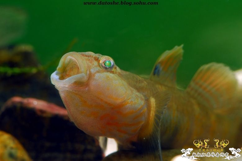 怒吼-虾虎的语言