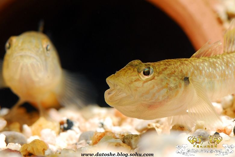 怒吼-虾虎的语言