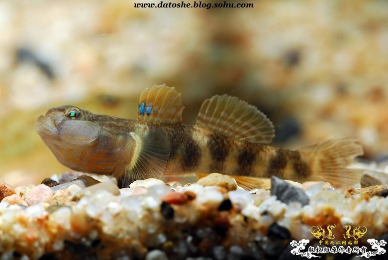 怒吼-虾虎的语言