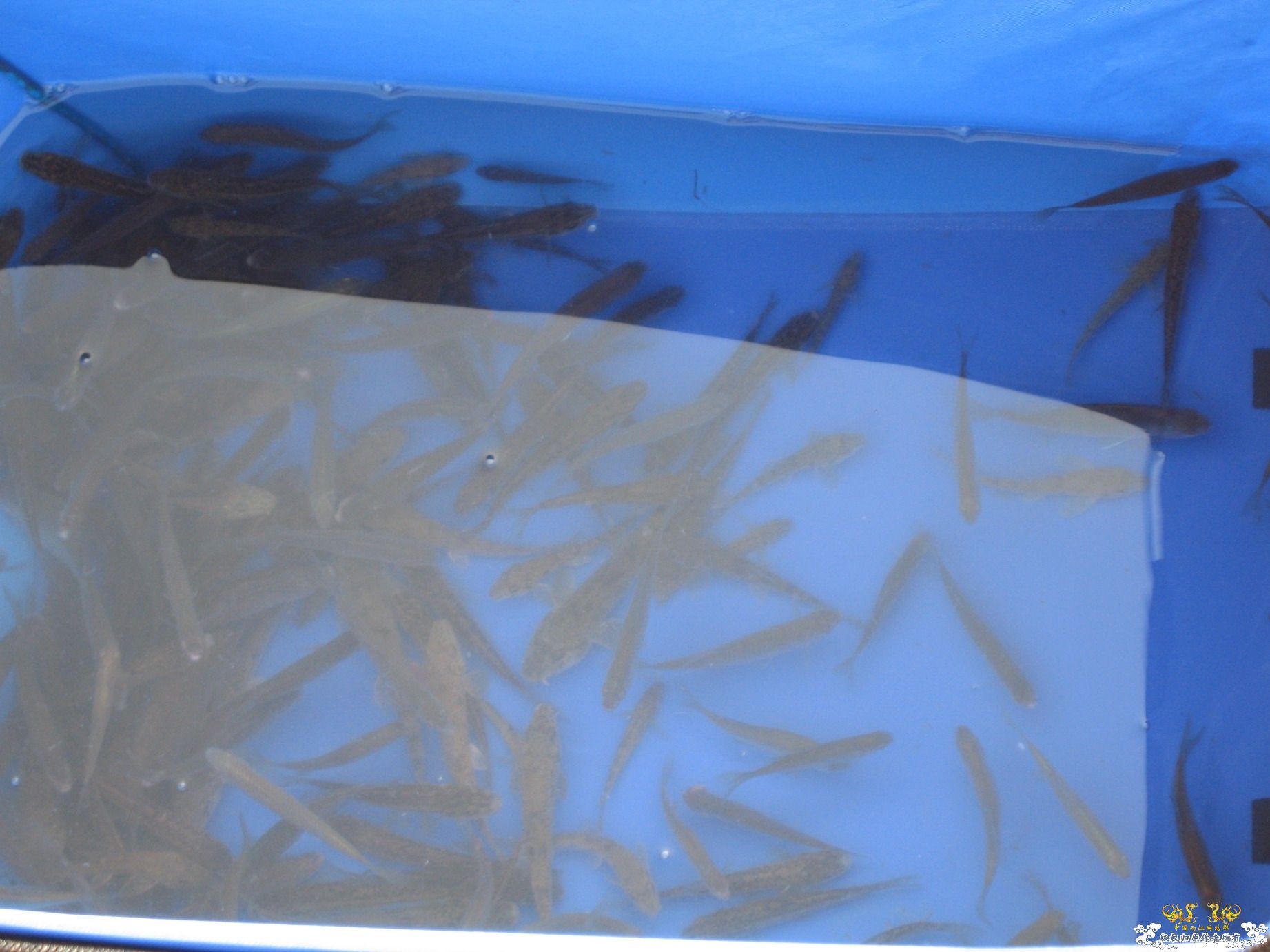 说好放生的，今天都放了~~~~~~~~~~~~~~~~~~~~~~~~