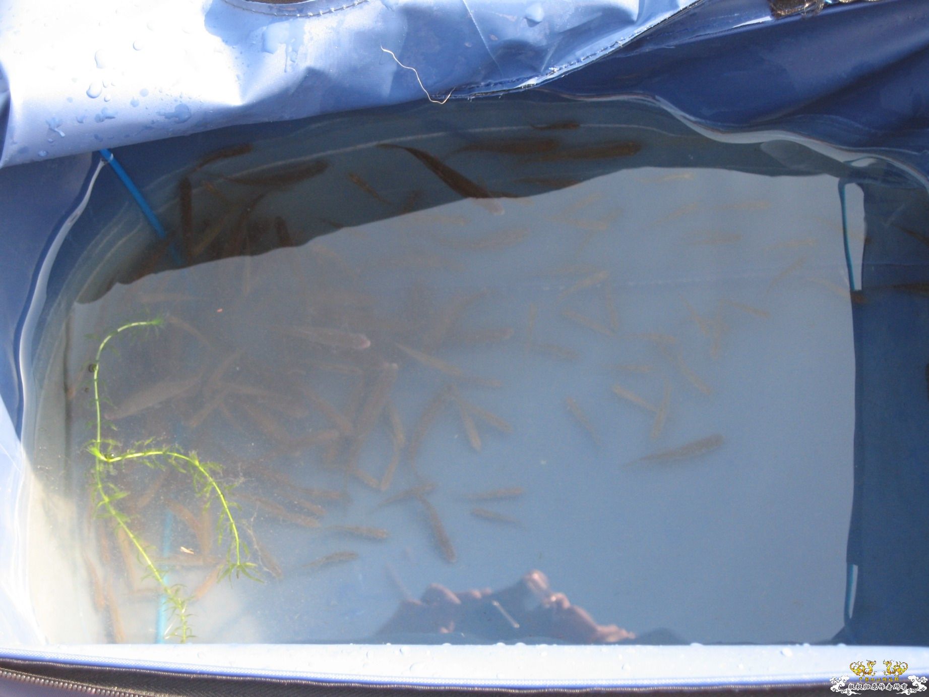 说好放生的，今天都放了~~~~~~~~~~~~~~~~~~~~~~~~