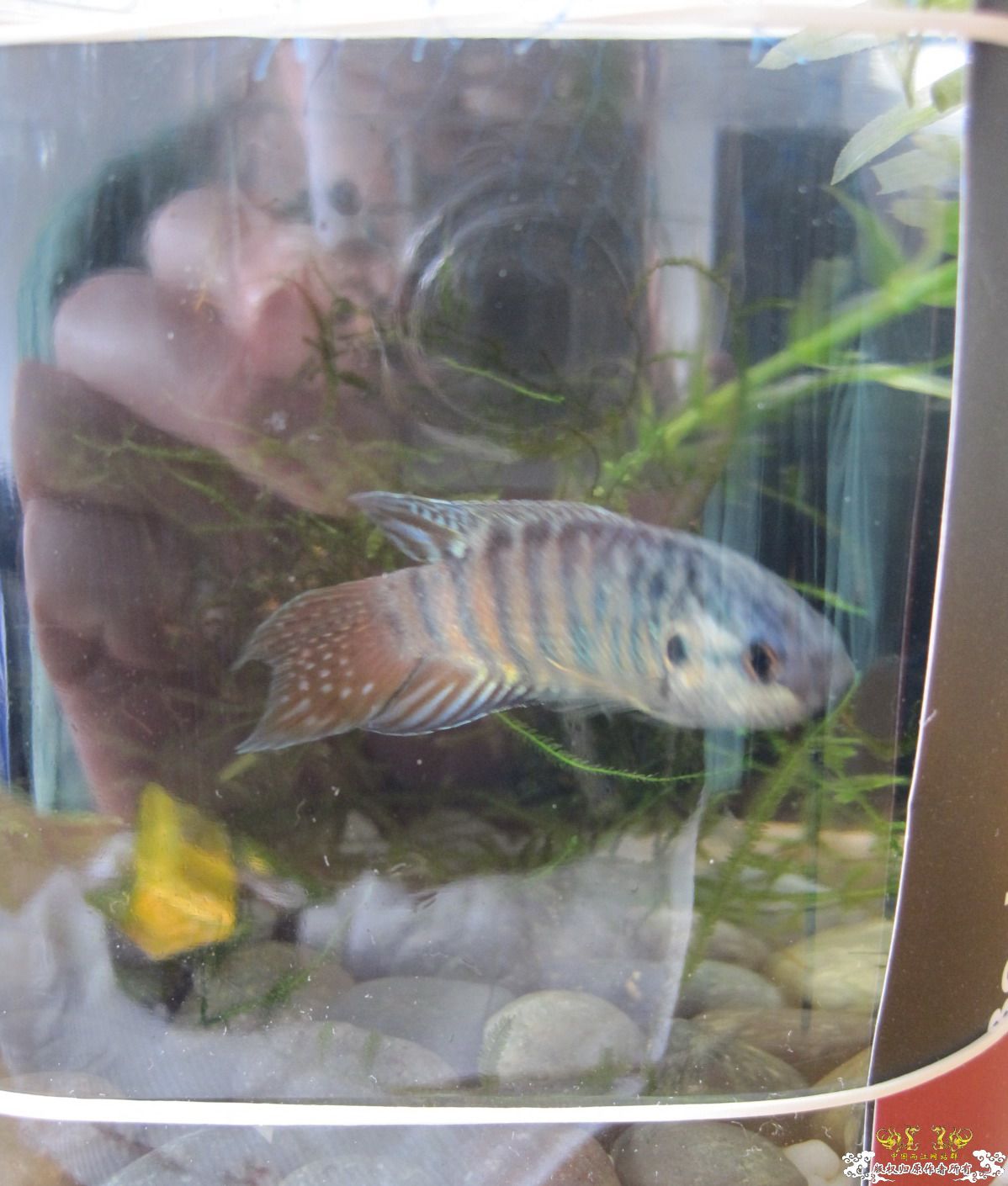 [贴图]晒晒生活了两个月的小蓝叉！