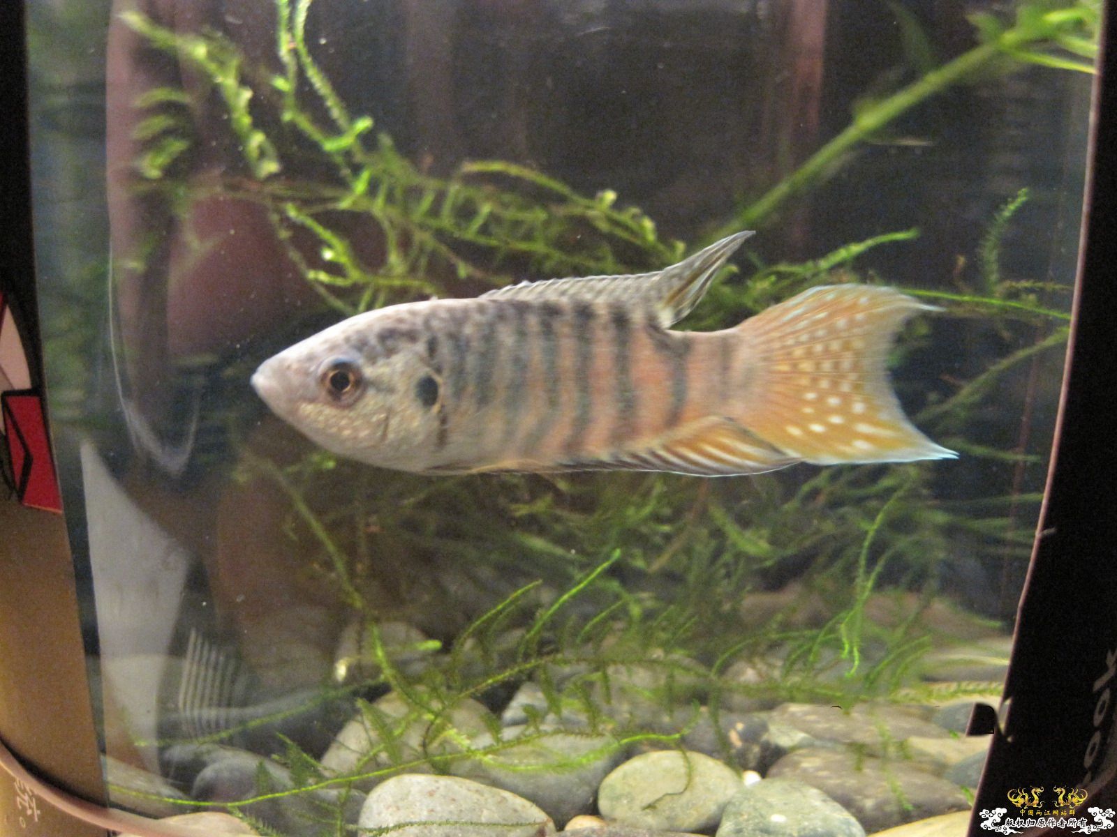 [贴图]晒晒生活了两个月的小蓝叉！