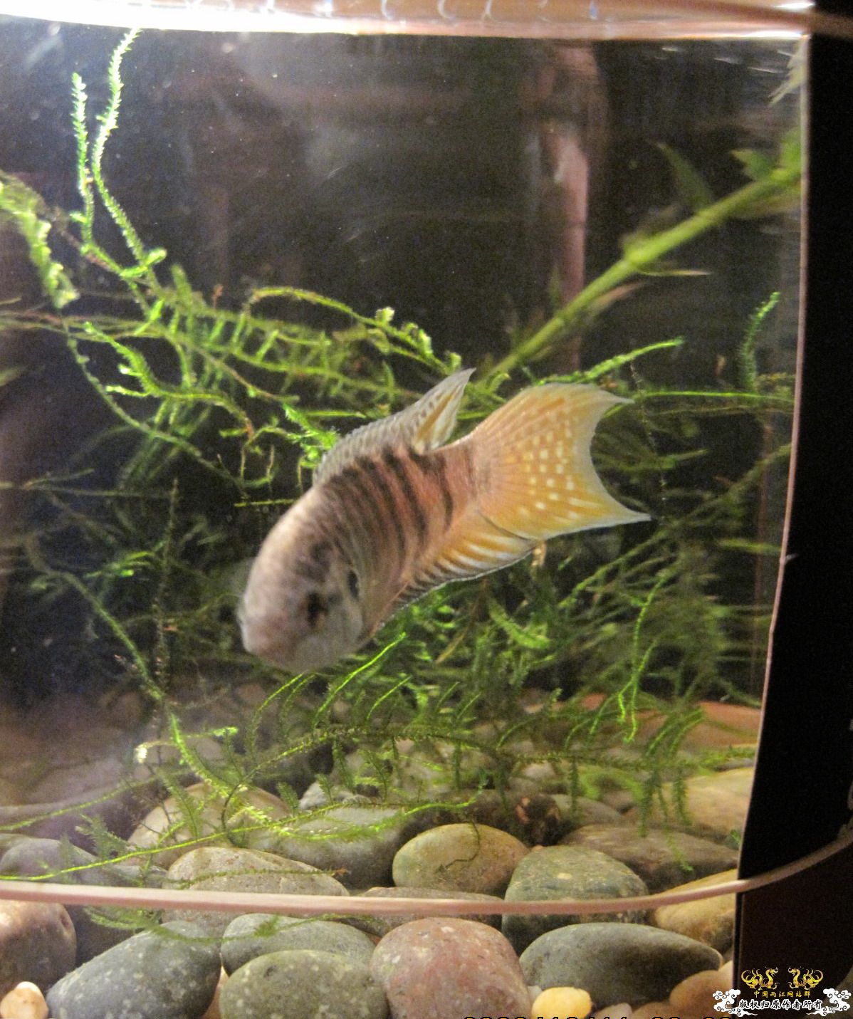 [贴图]晒晒生活了两个月的小蓝叉！