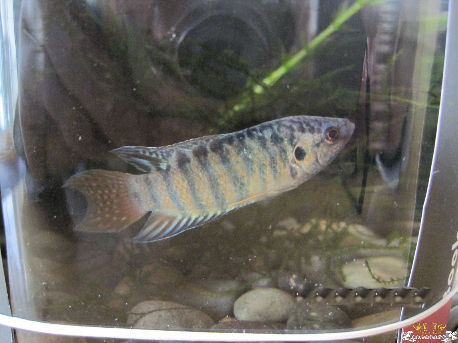 [贴图]晒晒生活了两个月的小蓝叉！