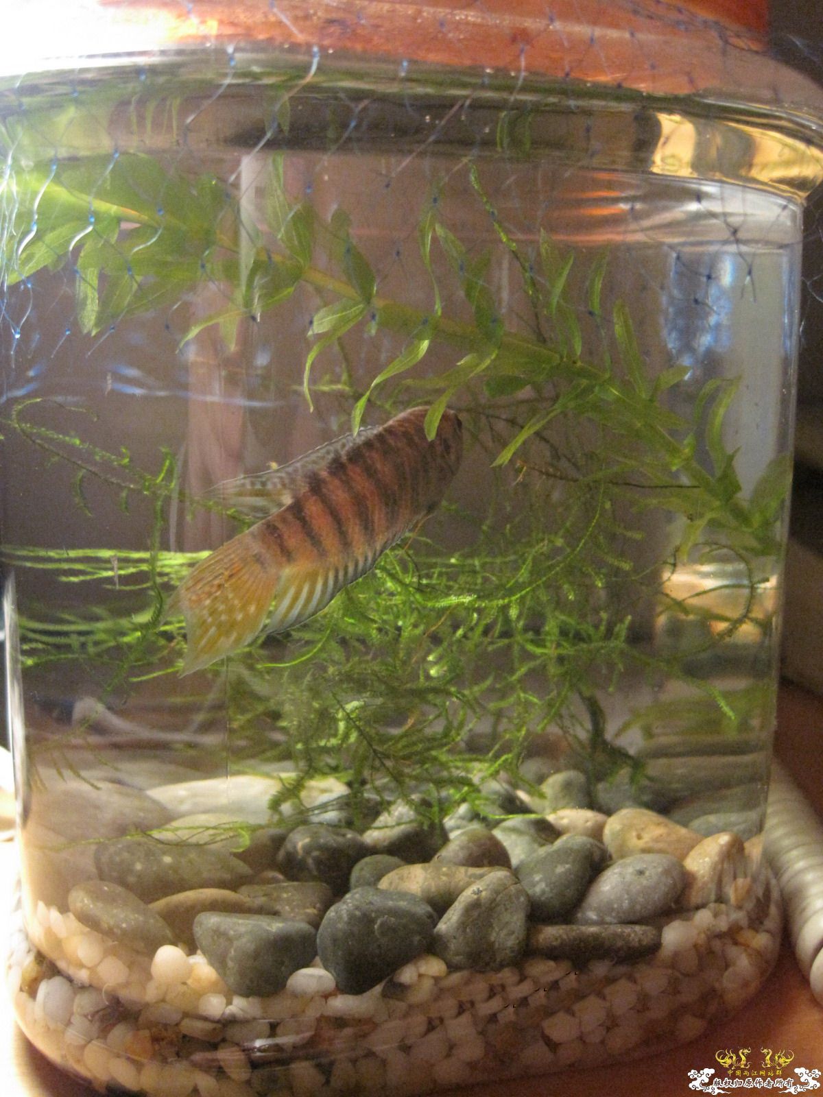 [贴图]晒晒生活了两个月的小蓝叉！