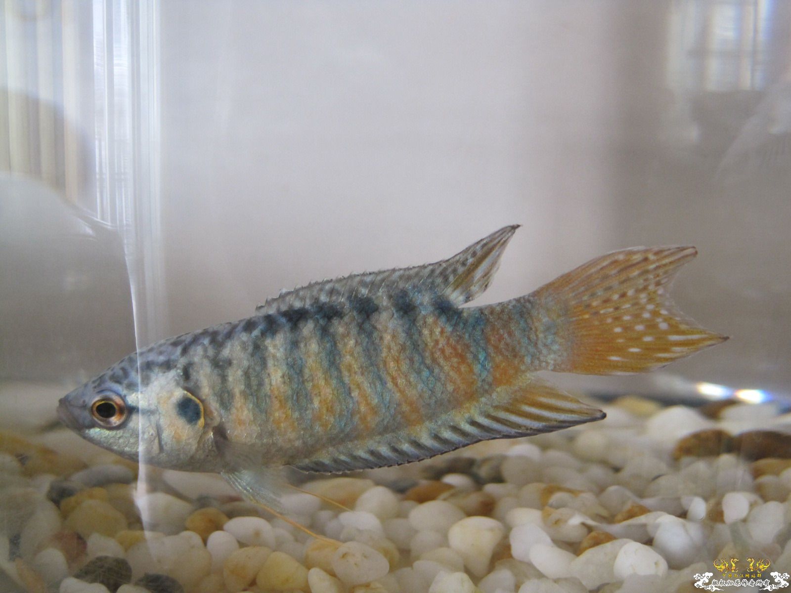 [贴图]晒晒生活了两个月的小蓝叉！