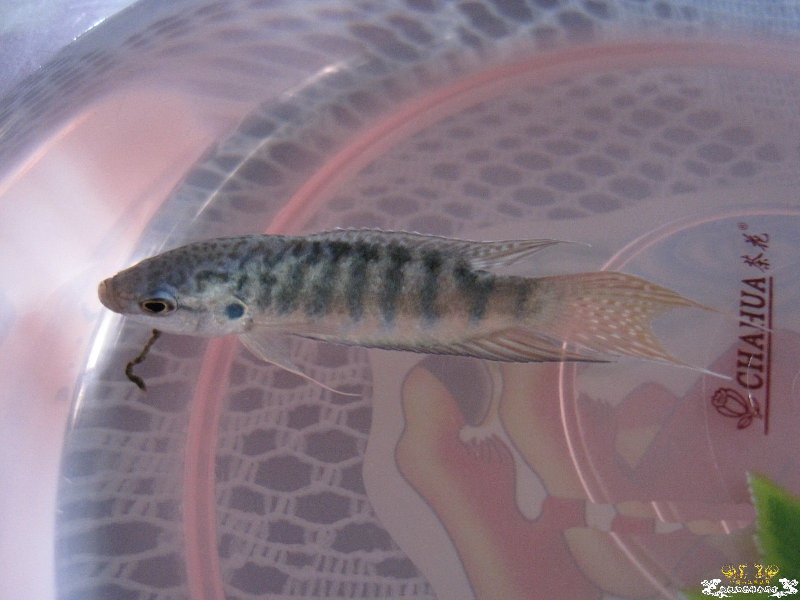 [贴图]晒晒生活了两个月的小蓝叉！